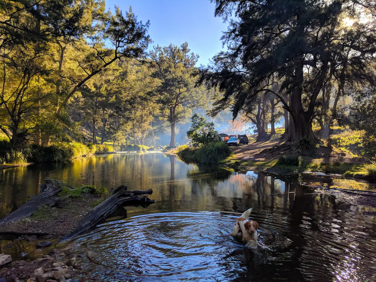 Dog in river at camping ground