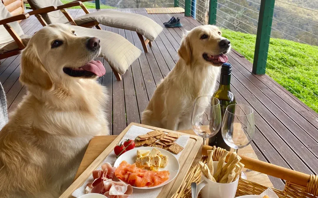 Dogs On Holiday