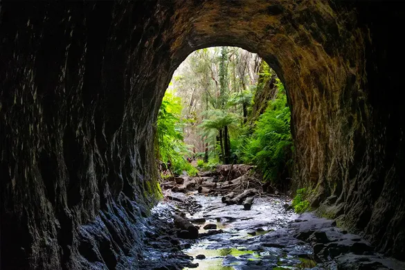 Glow Worm Tunnels