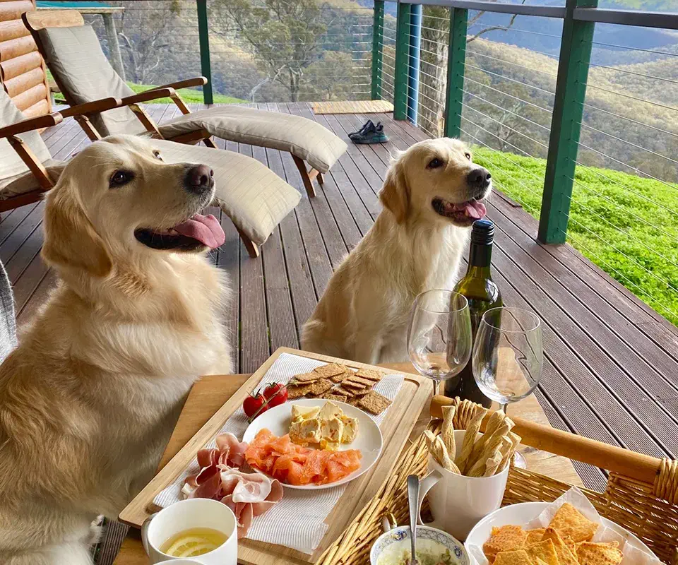 Pet-Friendly Stays